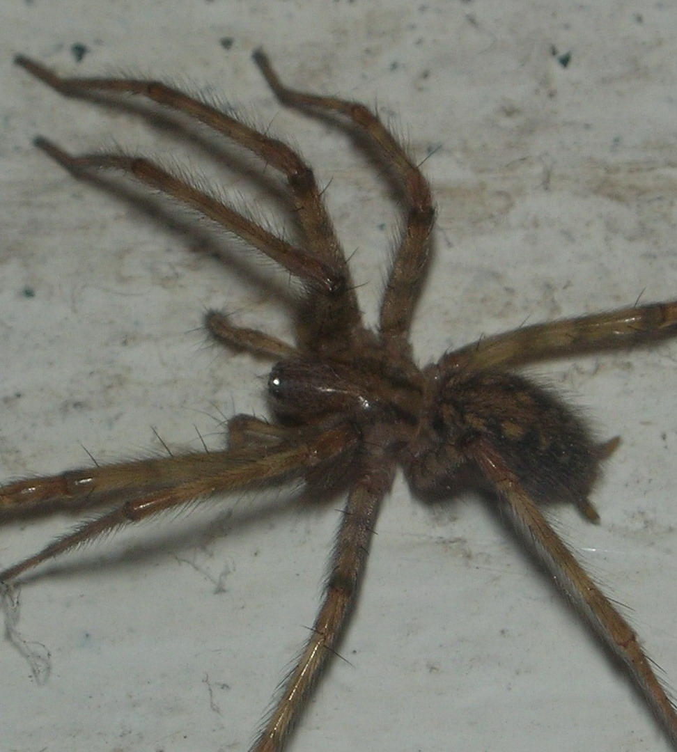 Tre ragni (Tegenaria, (Amaurobius?), Holochnemus)